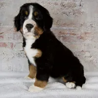 Renae, a male Bernese Mountain Dog for sale in Millersburg, OH – 3 of 6