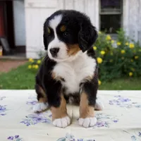 Samantha, a female Bernese Mountain Dog for sale in Millersburg, OH – 7 of 7