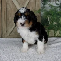 Tina, a female Miniature Bernedoodle for sale in Millersburg, OH – 4 of 4