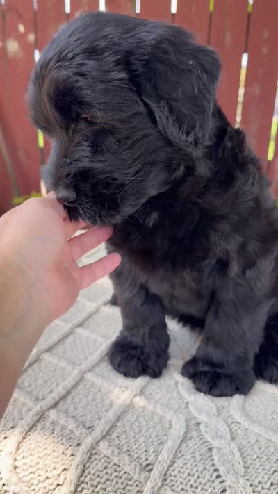 Trey, a male Giant Schnauzer for sale in Millersburg, OH – 9 of 9