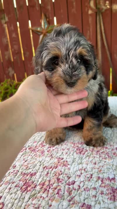 Nicki, a male Miniature Bernedoodle for sale in Millersburg, OH – 9 of 9