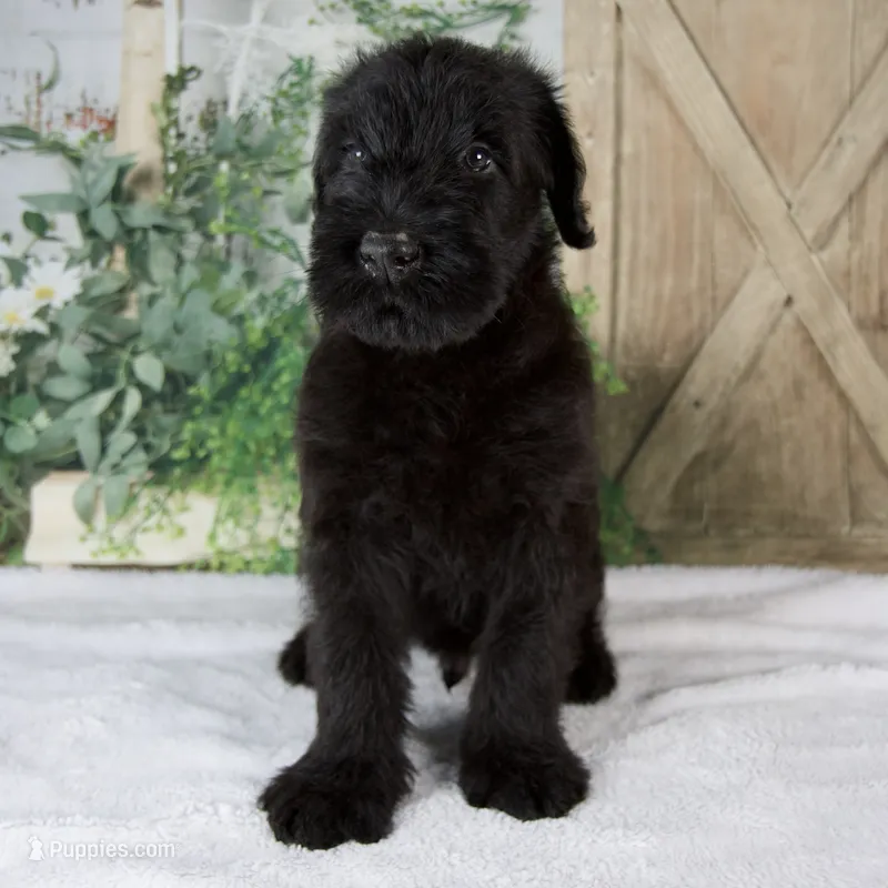 Kyle – Giant Schnauzer puppy for sale in Millersburg, OH