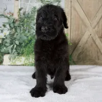 Kyle, a male Giant Schnauzer for sale in Millersburg, OH – 1 of 7