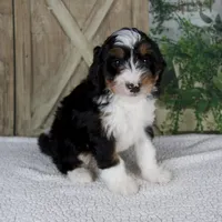 Tina, a female Miniature Bernedoodle for sale in Millersburg, OH – 1 of 4