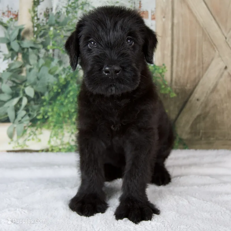 Kenny – Giant Schnauzer puppy for sale in Millersburg, OH
