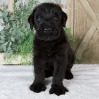 Kenny, a male Giant Schnauzer for sale in Millersburg, OH – 1 of 8