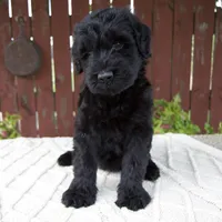 Tucker, a male Giant Schnauzer for sale in Millersburg, OH – 4 of 10