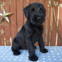 Anita, a female Giant Schnauzer for sale in Millersburg, OH – 2 of 5