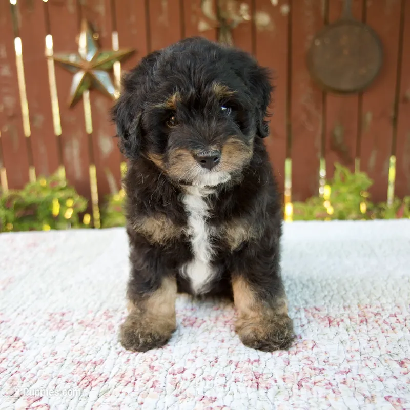 Nehemiah – Miniature Bernedoodle puppy for sale in Millersburg, OH