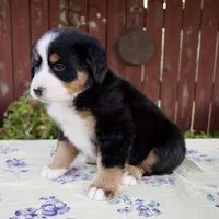 Sadie, a female Bernese Mountain Dog for sale in Millersburg, OH – 3 of 7