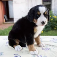 Suzy, a female Bernese Mountain Dog for sale in Millersburg, OH – 2 of 5