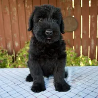 Olen, a male Giant Schnauzer for sale in Millersburg, OH – 2 of 5