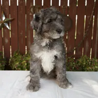 Marybeth, a female Schnoodle for sale in Millersburg, OH – 4 of 6