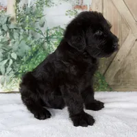 Kendrick, a male Giant Schnauzer for sale in Millersburg, OH – 4 of 7