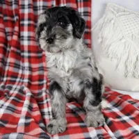 Dawn, a female Schnoodle for sale in Millersburg, OH – Photo 7 of 7