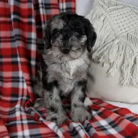 Dawn, a female Schnoodle for sale in Millersburg, OH – Photo 6 of 7