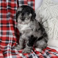 Dawn, a female Schnoodle for sale in Millersburg, OH – Photo 3 of 7