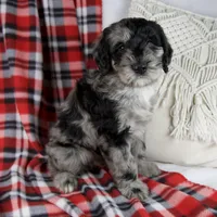 Dawn, a female Schnoodle for sale in Millersburg, OH – Photo 5 of 7