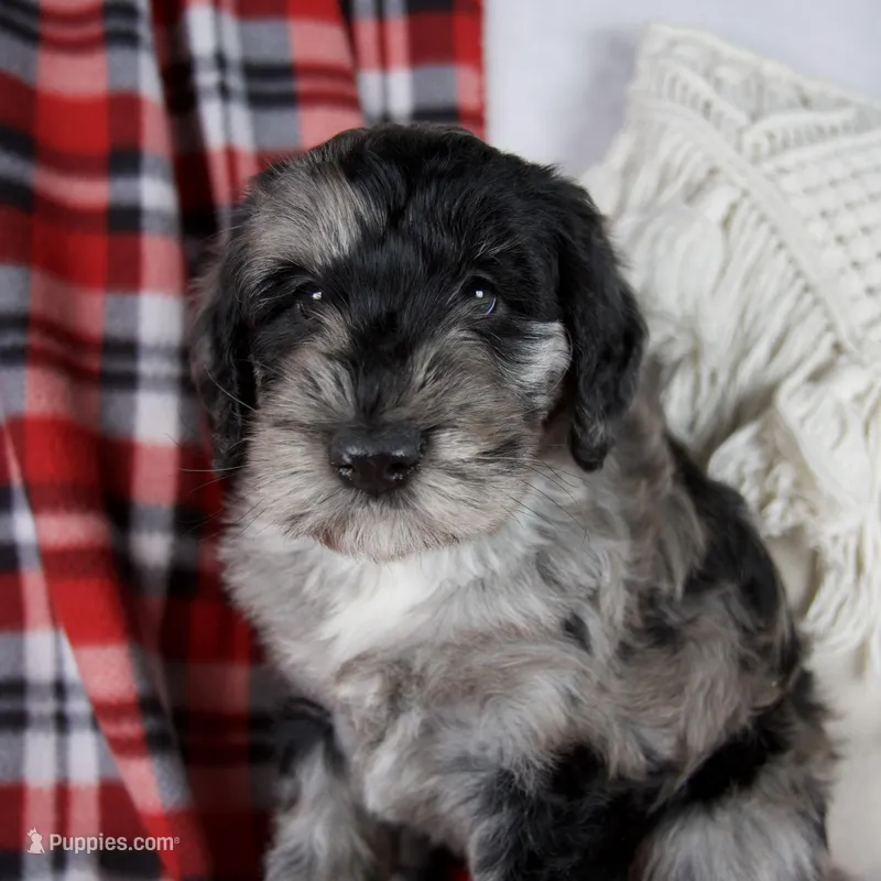 Dawn – Schnoodle puppy for sale in Millersburg, OH