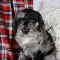 Dawn, a female Schnoodle for sale in Millersburg, OH – Photo 1 of 7