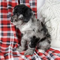Dawn, a female Schnoodle for sale in Millersburg, OH – Photo 2 of 7