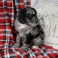 Dawn, a female Schnoodle for sale in Millersburg, OH – Photo 4 of 7