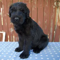 Austin, a male Giant Schnauzer for sale in Millersburg, OH – 3 of 5