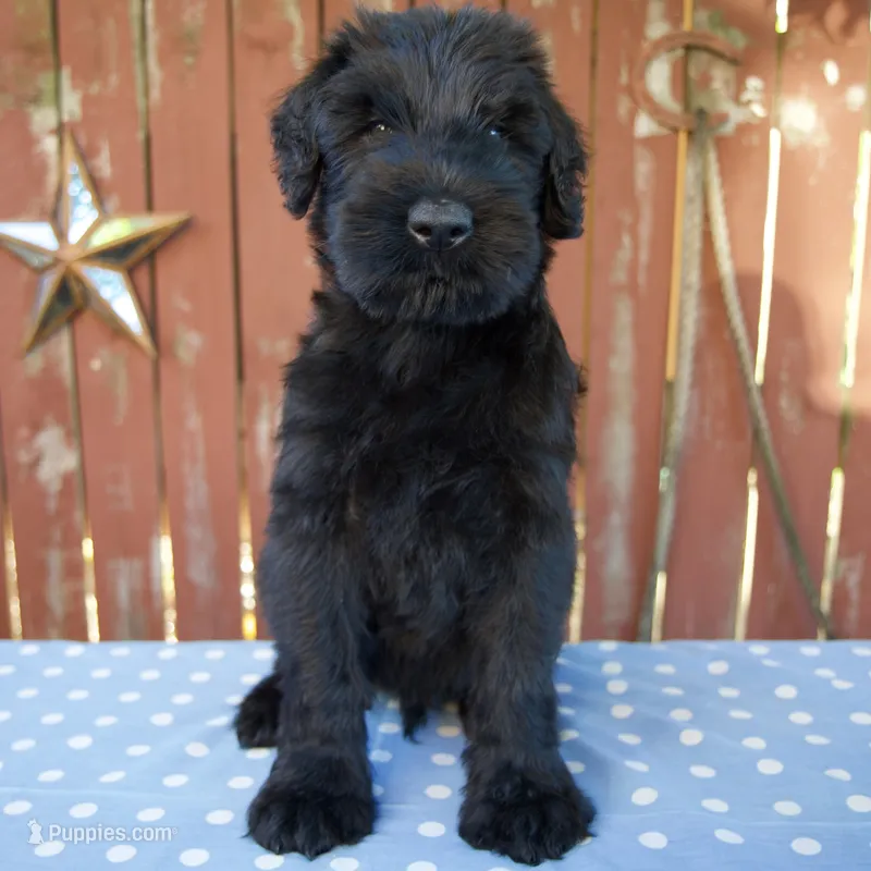Austin – Giant Schnauzer puppy for sale in Millersburg, OH