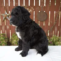 Melody, a female Schnoodle for sale in Millersburg, OH – 6 of 8
