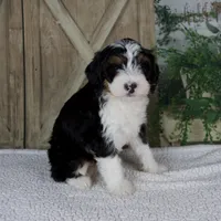 Treva, a female Miniature Bernedoodle for sale in Millersburg, OH – 4 of 6