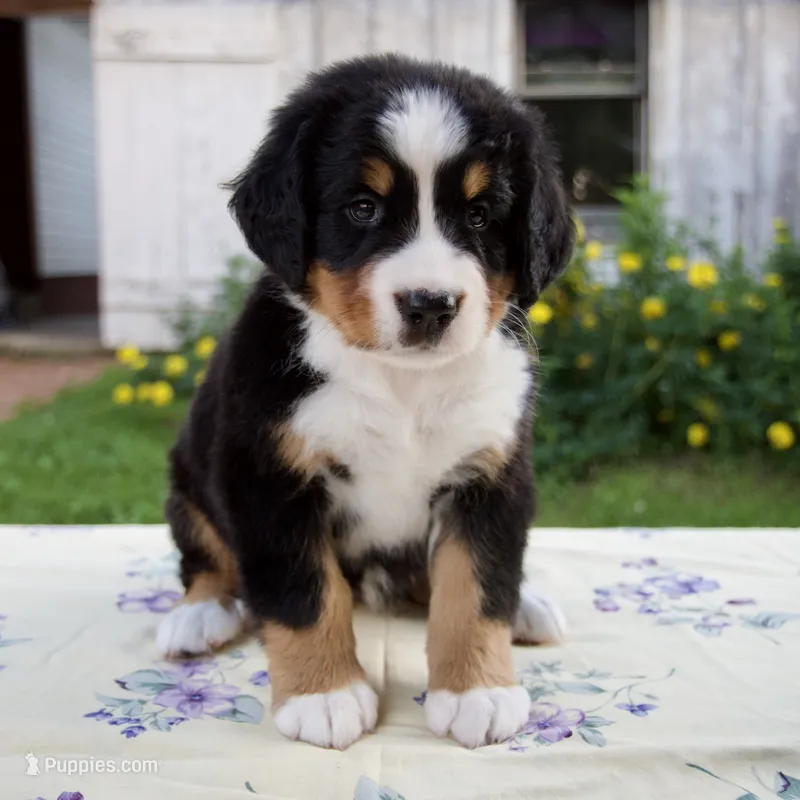 Samantha – Bernese Mountain Dog puppy for sale in Millersburg, OH