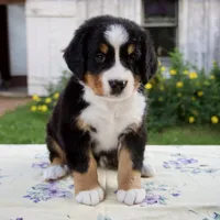 Samantha, a female Bernese Mountain Dog for sale in Millersburg, OH – 1 of 7