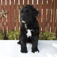 Melody, a female Schnoodle for sale in Millersburg, OH – 2 of 8