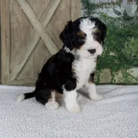 Tiffany, a female Miniature Bernedoodle for sale in Millersburg, OH – 3 of 5