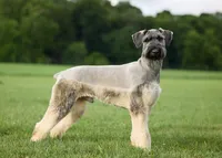 Travis, a male Giant Schnauzer for sale in Millersburg, OH – 8 of 10