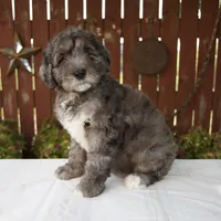 Marybeth, a female Schnoodle for sale in Millersburg, OH – 2 of 6