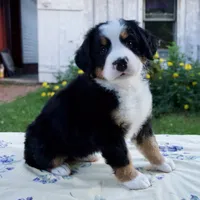 Sandra, a female Bernese Mountain Dog for sale in Millersburg, OH – 2 of 6