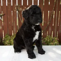 Melody, a female Schnoodle for sale in Millersburg, OH – 3 of 8