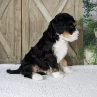 Travis, a male Miniature Bernedoodle for sale in Millersburg, OH – 4 of 5