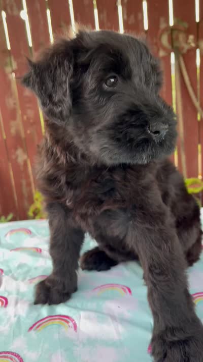 Lorraine, a female Giant Schnauzer for sale in Millersburg, OH – 8 of 8