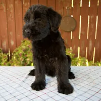 Olivia, a female Giant Schnauzer for sale in Millersburg, OH – 2 of 6