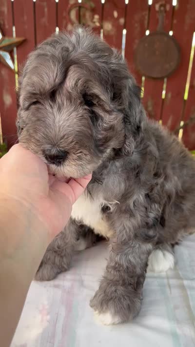 Marybeth, a female Schnoodle for sale in Millersburg, OH – 6 of 6