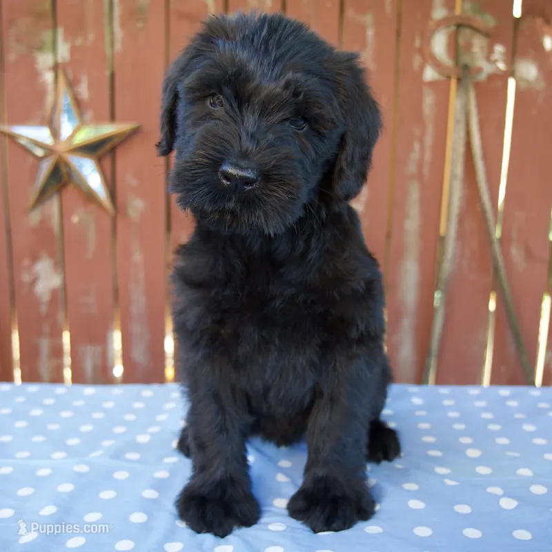 Alice – Giant Schnauzer puppy for sale in Millersburg, OH