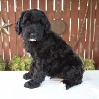 Matthias, a male Schnoodle for sale in Millersburg, OH – 3 of 8