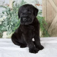 Kenny, a male Giant Schnauzer for sale in Millersburg, OH – 2 of 8