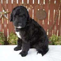 Melody, a female Schnoodle for sale in Millersburg, OH – 4 of 8