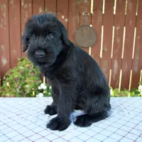 Orus, a male Giant Schnauzer for sale in Millersburg, OH – 4 of 6