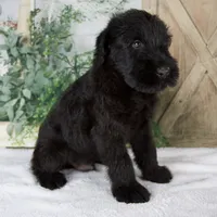 Kyle, a male Giant Schnauzer for sale in Millersburg, OH – 4 of 7