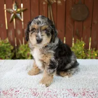 Nate, a male Miniature Bernedoodle for sale in Millersburg, OH – 2 of 8