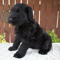 Travis, a male Giant Schnauzer for sale in Millersburg, OH – 2 of 10